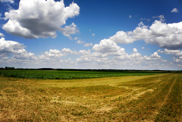 Beautiful field with green grass and blue sky and clouds