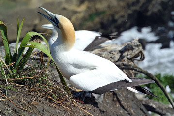 Gannet