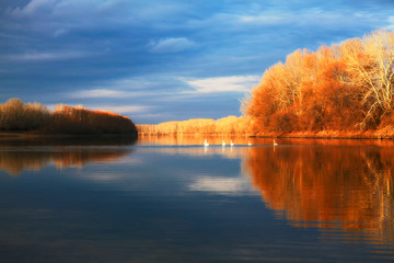 autumn natural scene with swans