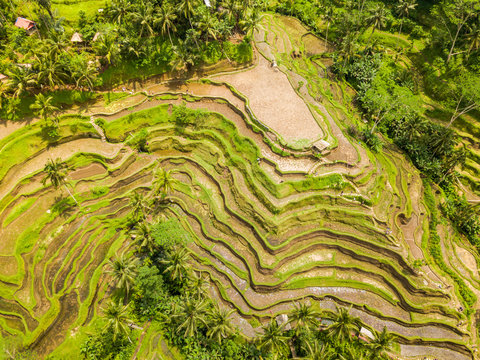 The Rice-fields In Ubud on the island of Bali In Indonesia
