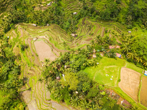 The Rice-fields In Ubud on the island of Bali In Indonesia