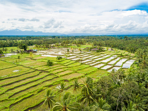 The Rice-fields In Ubud on the island of Bali In Indonesia