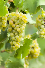 Wei&szlig;weintraube