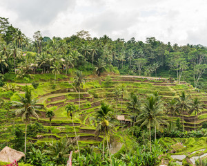Fototapeta na wymiar The Rice-fields In Ubud on the island of Bali In Indonesia