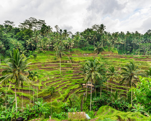 Fototapeta na wymiar The Rice-fields In Ubud on the island of Bali In Indonesia