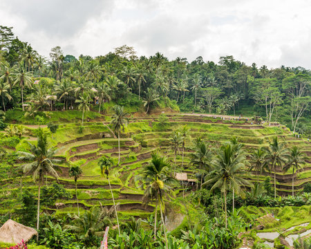 The Rice-fields In Ubud on the island of Bali In Indonesia