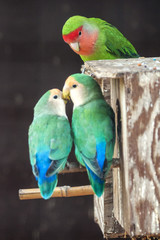 Lovebirds