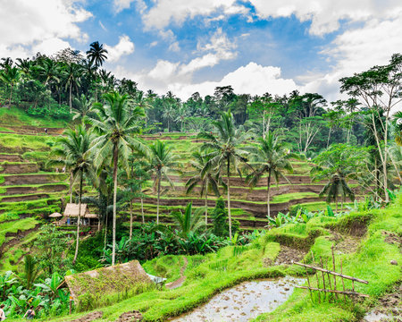 The Rice-fields In Ubud on the island of Bali In Indonesia