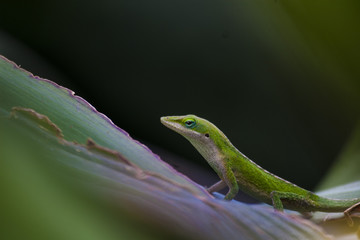 Anole