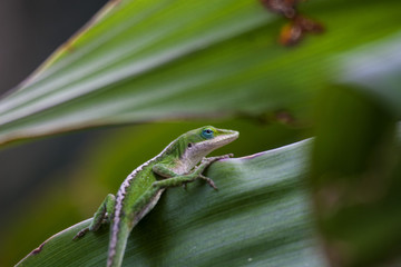 Anole