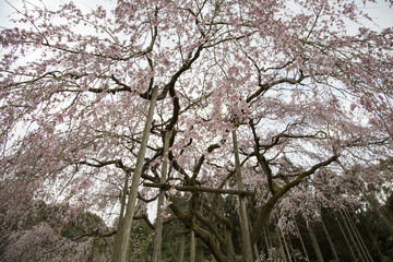 田ノ頭郷のしだれ桜