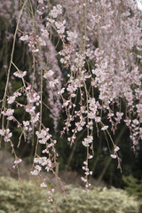 田ノ頭郷のしだれ桜