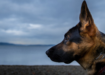 German Shepherd