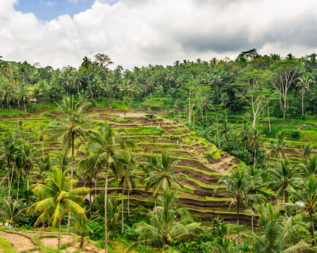 The Rice-fields In Ubud on the island of Bali In Indonesia