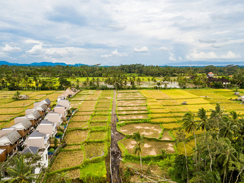 The Rice-fields In Ubud on the island of Bali In Indonesia