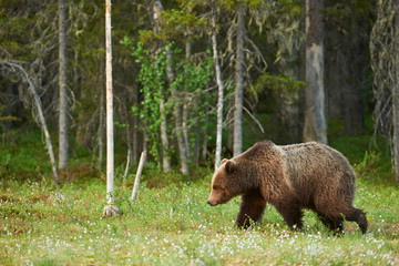 Obraz na płótnie Canvas Bear in Spring