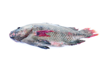 Tilapia on a white background