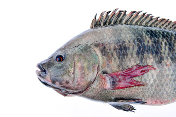 Tilapia on a white background