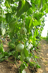 Melon grown in greenhouse