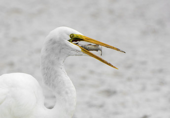 A Great Egret ( Ardea alba) eating a small fish on a sandy beach on the Gulf of Mexico at St. Pete Beach, Florida.