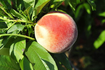 Ripe peaches hanging in a tree