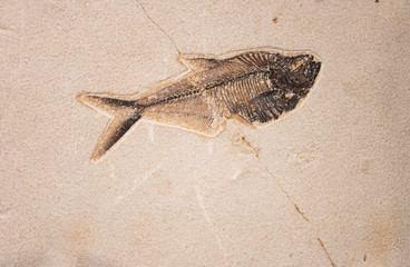 Fish fossil © Brett