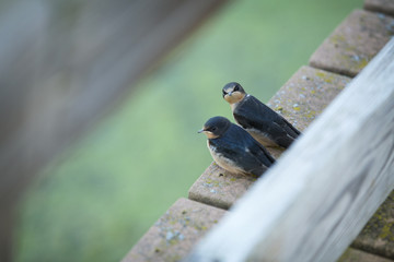 Juvenile American Barn Swallows 1