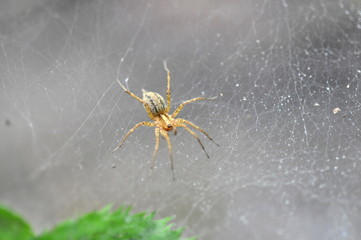 American Grass spider (Agelenopsis) in his web with copy space 