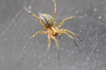 American Grass spider (Agelenopsis) in his web 