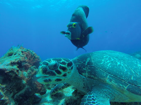 pez angel / tortuga
