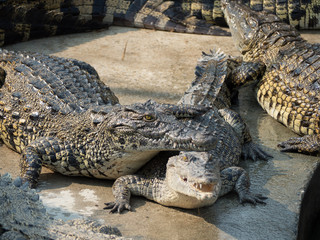 Crocodile saltwater Thailand