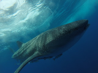 tiburon ballena 