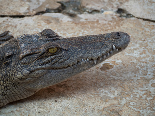 Crocodile saltwater Thailand
