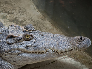 Crocodile saltwater Thailand