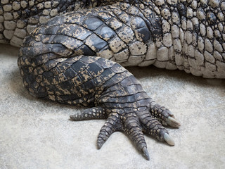 Crocodile saltwater Thailand