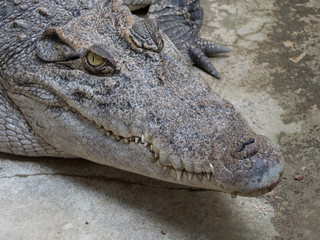 Crocodile saltwater Thailand