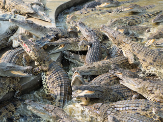 Crocodile saltwater Thailand