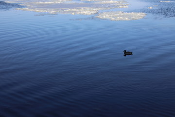 Duck in the winter river