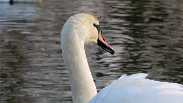 Swan swiming on river 4k