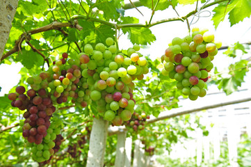 Ripe grapes in his vineyard