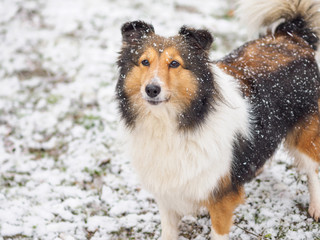 Dog, Shetland sheepdog, collie, standing on winter snow field, covered with white snow.