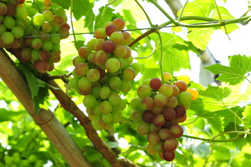 Ripe grapes in his vineyard
