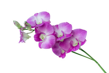 Fototapeta na wymiar orchid isolated on white background. Clipping path