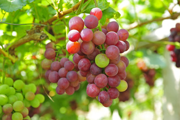 Ripe grapes in his vineyard