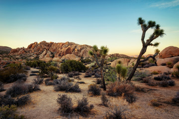 Joshua Tree Sunset