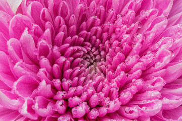 Pink Gerbera Flower with drops close-up background