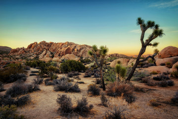 Joshua Tree Sunset