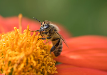 Honeybee (Apis mellifera) feeding on an orange sunflower