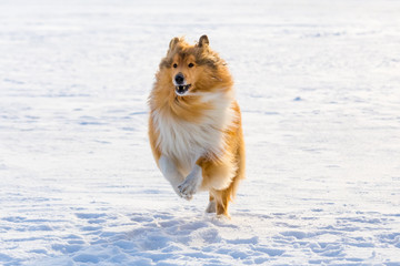 Portrait of collie dog running on snow field