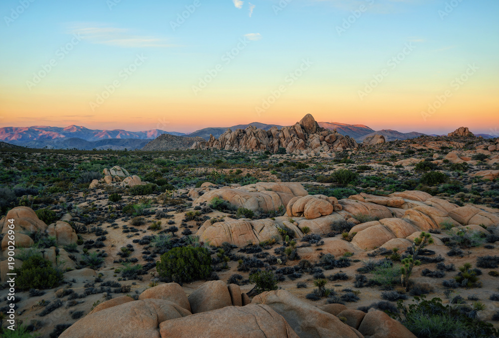 Wall mural joshua tree sunset